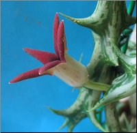 Orbea deflersiana 1